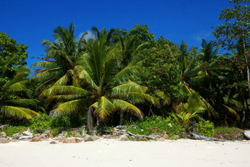 Sandstrand im Paradies im indischen Ozean