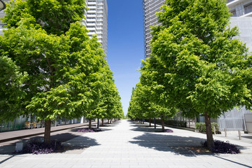 新緑の並木通りと高層ビルとマンション