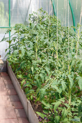 Seedlings of tomatoes in the seedbed  inside the greenhouse. Vegetable garden.  Household plot. Dacha.