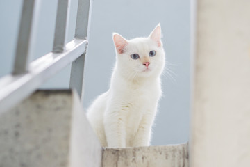 White cat staring from upstair