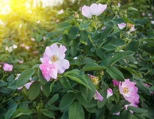 Flowers of  rosehip 
