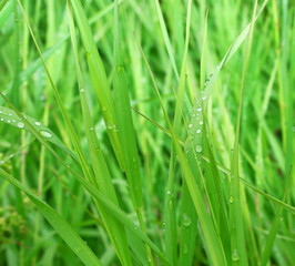 Obraz premium dew on grass