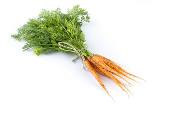 freshly picked carrots