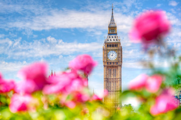 Big Ben,, London UK. View from a public garden with beautiful roses flowers.