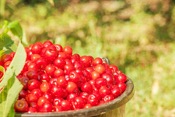 Bucket with cherry standing in the grass