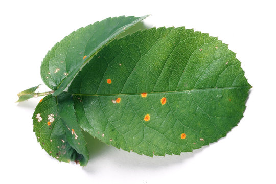 Phragmidium mucronatum - rose rust