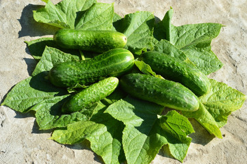 harvest cucumbers