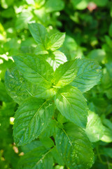 Spearmint
