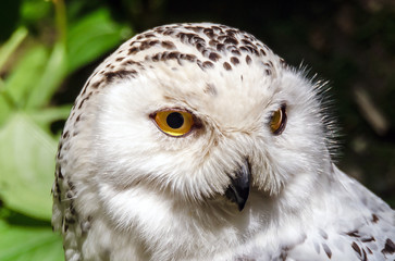 Schnee-Eule (Bubo scandiacus)