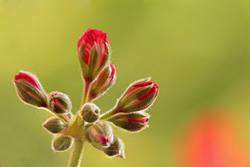 Bocciolo di geranio rosso 