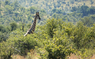 giraffe in South Africa