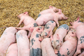 Newborn pigs sleeping on hay