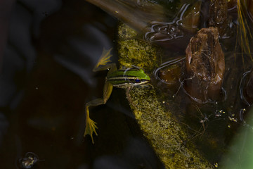 Green Frog floating in water