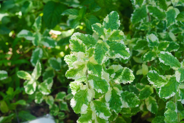 Pineapple Mint