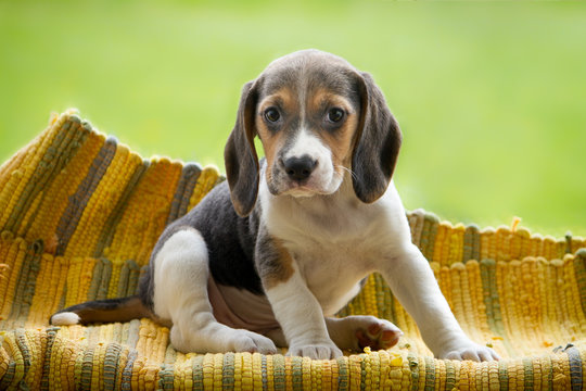 Bigle puppy sitting on the yellow underlay, green background