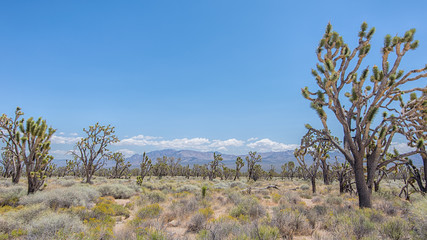 Joshua Tree Forest, Mojave National Preserve, CA