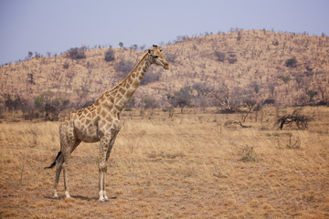 Giraffe standing on the African plains