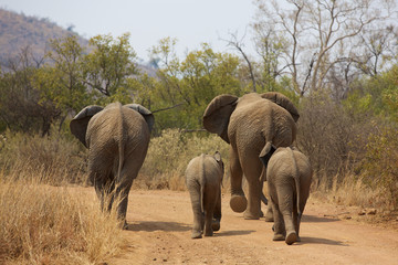 Afrykańskia rodzina słoni - obrazy, fototapety, plakaty