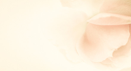 sweet classic color rose in soft color and blur style on mulberry paper texture
