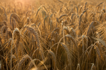 Wheat fields at sunset.