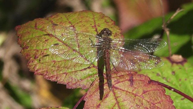 Gro&szlig;e Libelle auf einem Blatt