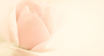 sweet classic color rose in soft color and blur style on mulberry paper texture

