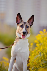 Portrait of a domestic dog in yellow flowers.