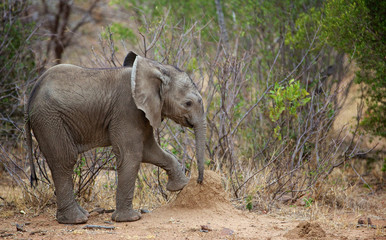 Young African elephant exploring