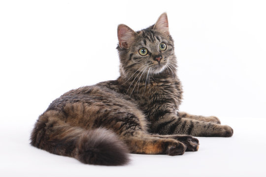 Getigerte Hauskatze liegt auf wei&szlig;