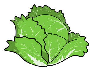 Cabbage, a hand drawn vector illustration of a fresh cabbage, isolated on a white background (editable).