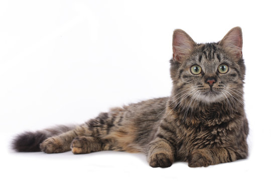 Getigerte Hauskatze liegt auf wei&szlig;