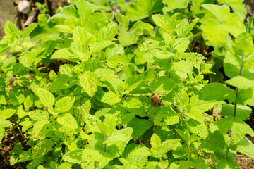 Lemon balm