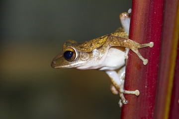 Frog perched on a tree ready to jump.