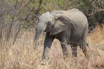 Fototapeta na wymiar Young African elephant