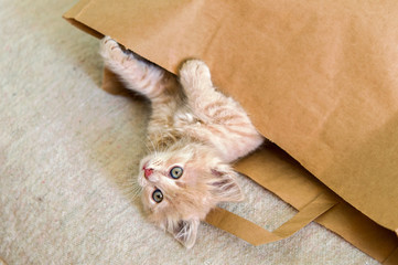  cat lying in a brown paper bag