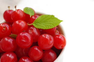 Fresh berries of the Chinese cherry
