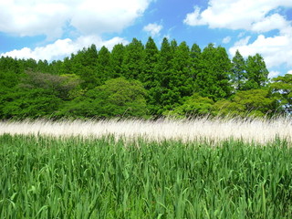 初夏の水元公園の葭原とメタセコイア林風景