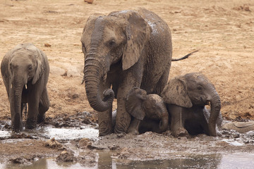 Fototapeta premium Large African elephants having fun in a mud bath