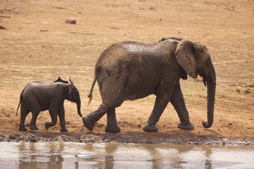 Large African elephant walking with her calf