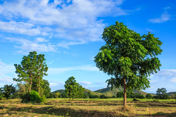 Obraz premium Landscape of mountain tree and blue sky in countryside.