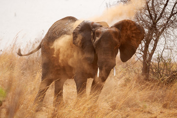 Fototapeta premium Large African elephant having a dust bath