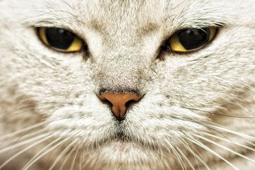 Britisch Kurzhaar Rassekatze