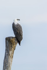 White-bellied sea eagle in Pottuvil, Sri Lanka