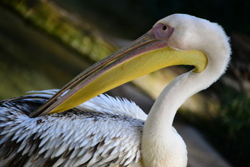 A pelican 