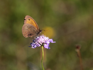 Butterfly Summer