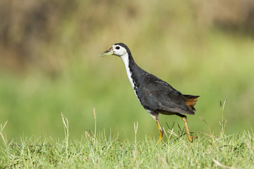 White-breasted waterhen in Pottuvil, Sri Lanka