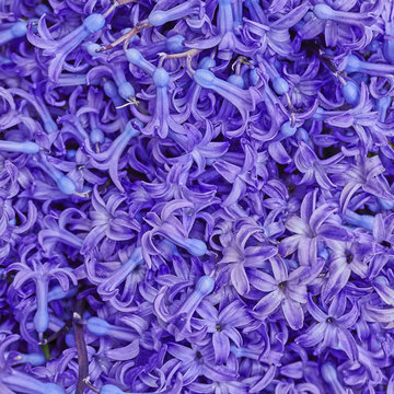 colorful hyacinth flowers closeup, natural background © Dimitrios
