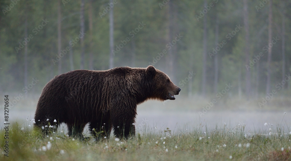 Wall mural brown bear in the misty bog