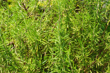 Rosemary