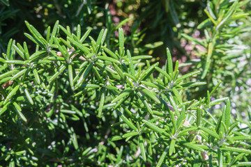 Rosemary